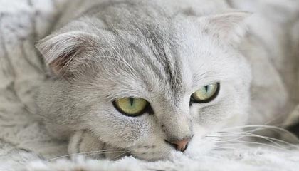 开云体育下载-国足主教练邵佳一：中国足球要持续精进、保持专注